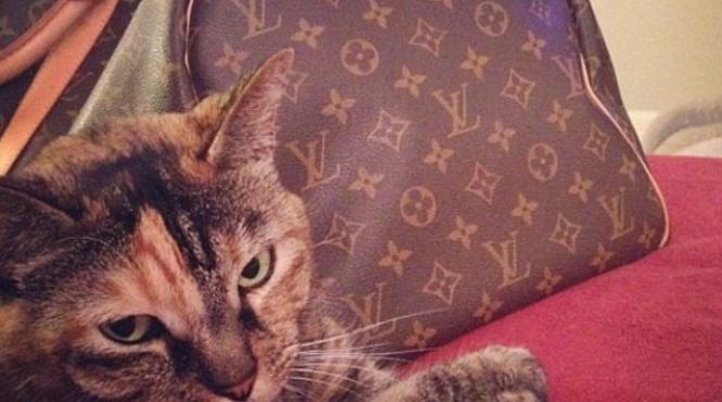 galerie foto cum sunt tratate pisicile care traiesc o viata luxoasa