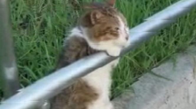 video cum mediteaza o pisica intr un parc