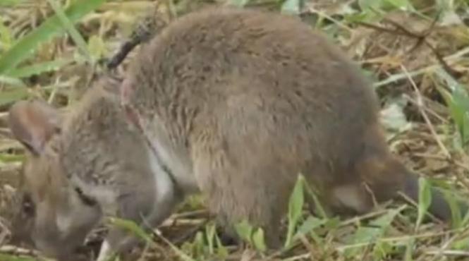 video sobolanii africani uriasi cu buzunare detecteaza mine si descopera tuberculoza