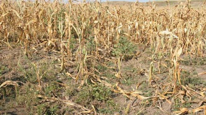 un europarlamentar roman propune ca fermierilor batrani sa li se acorde subventii daca vand terenurile fermierilor tineri