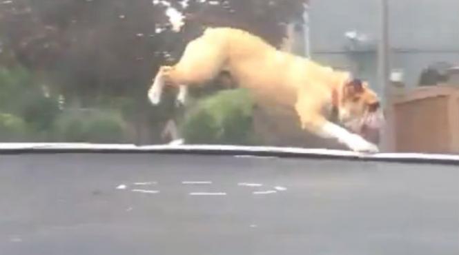 video aproape 500 000 de persoane s au uitat la un buldog cum se distreaza pe o trambulina
