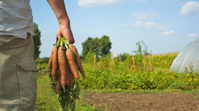 piata produselor bio noul boom pentru investitori