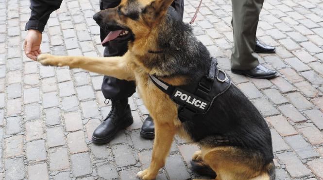 singurul politist ramas intr un oras american este un caine