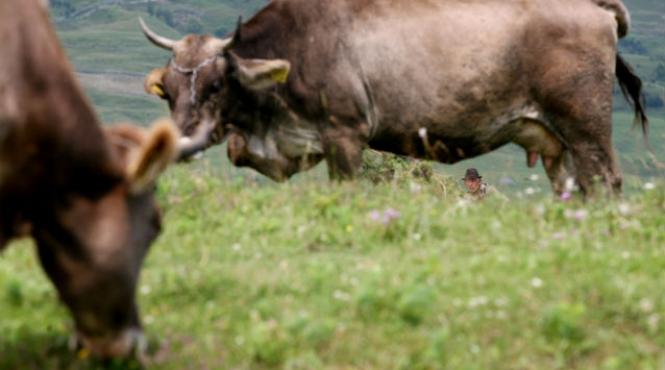 zeci de vasluieni spitalizati dupa ce au mancat o vaca turbata