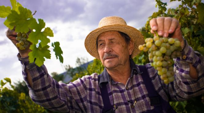 de unde vine interesul occidentului pentru vinurile romanesti