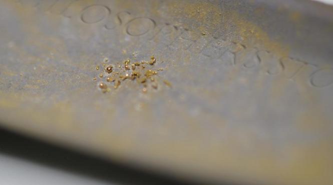 cercetatorii au descoperit o bacterie care produce aur pur