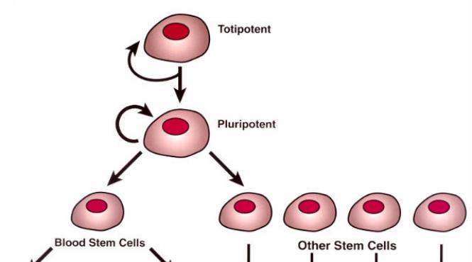 studiu stiintific celulele stem pot fi recoltate si dupa instalarea mortii clinice
