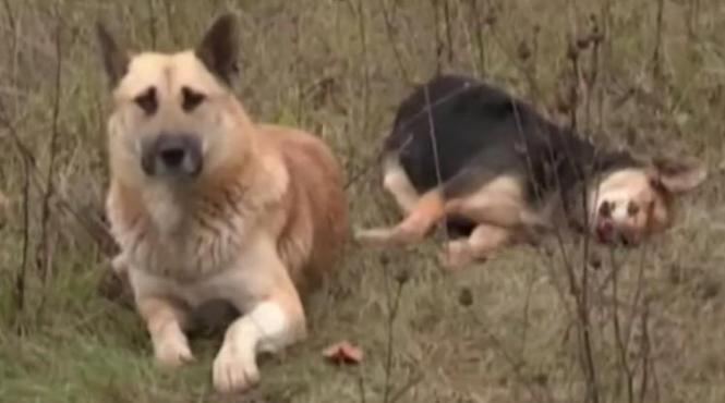 imagini sfasietoare un caine refuza sa si paraseasca partenera ucisa de masina video