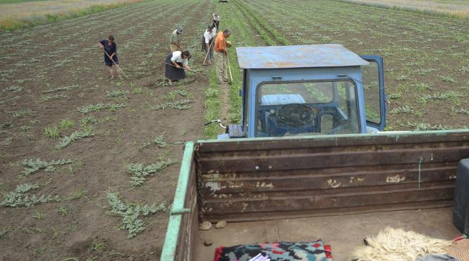 producatorii agricoli identificati in piete in baza unei legitimatii electronice