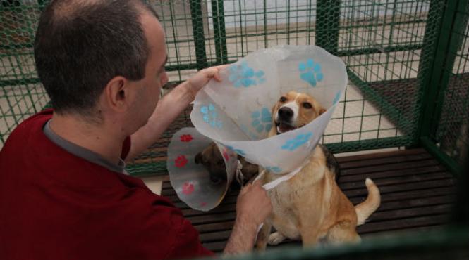 ca eii de la dogtown i i a teapta stapanii