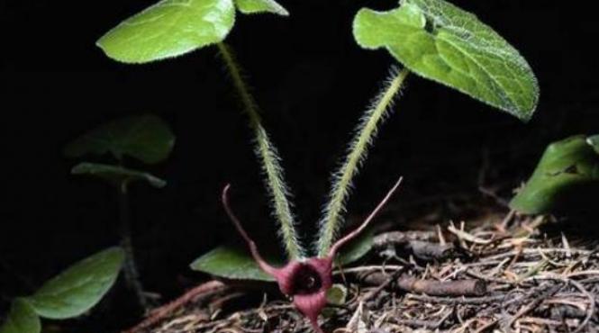 planta care distruge celulele canceroase in 40 de zile