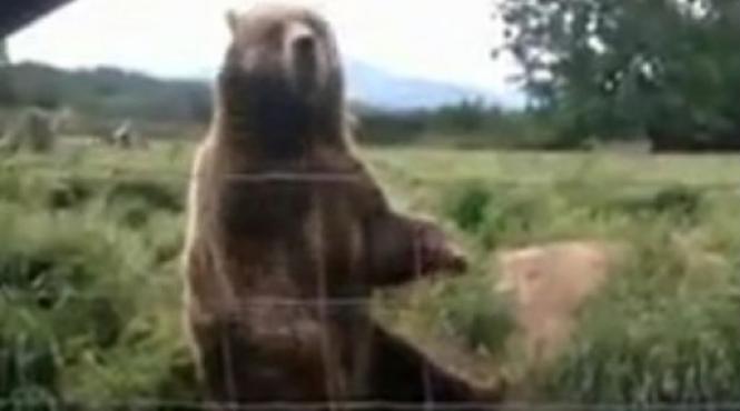 ursul prietenos vezi cum i a salutat pe vizitatorii unei rezervatii naturale video