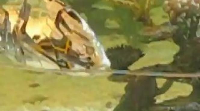 pestele cyborg coreeni daewoo