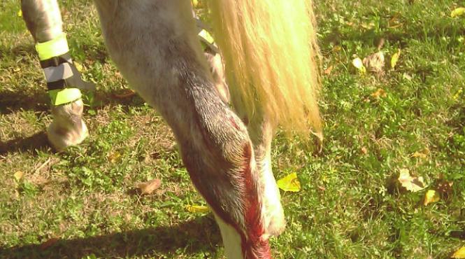 caii patrulei calare din bucuresti atacati de un rottweiler