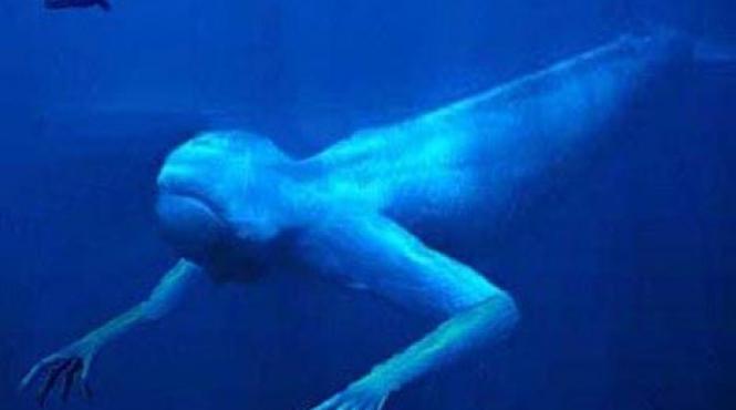 creaturile care i au ingrozit pe japonezi oamenii adancurilor ar trai sub apa si ar iesi doar noaptea la suprafata video