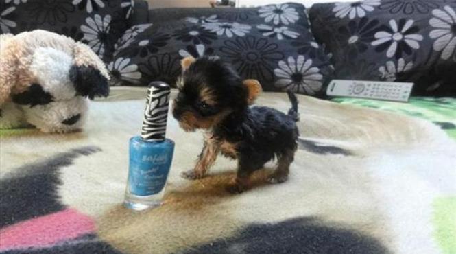 el este meysi cel mai mic caine din lume este cat o sticla de oja si cantareste doar 92 de grame video