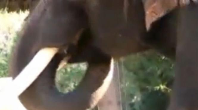 un elefant care poate rosti cinci cuvinte in coreana studiat de oamenii de tiin a