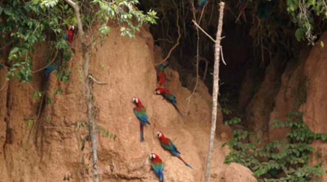 vraci in lumea animala