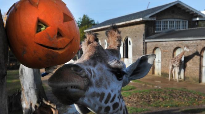 galerie foto animale din gradini zoologice sau parcuri