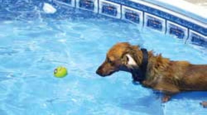 jucarii plictisitoare pentru caini