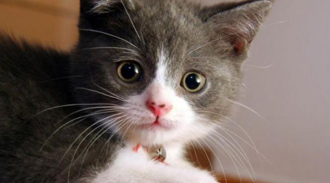 animalele au sim ul moralita ii sugereaza cercetatorii