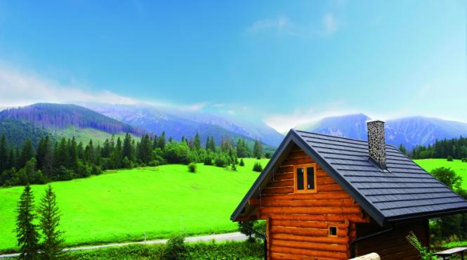 cinci stele in mijlocul padurii