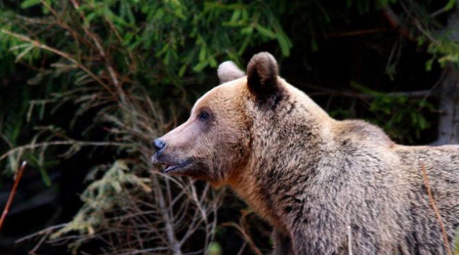 pe limba fiarelor despre surse si resurse