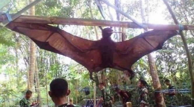 liliac gigantic capturat de soldatii filipinezi biolog n am mai vazut un asemenea specimen video