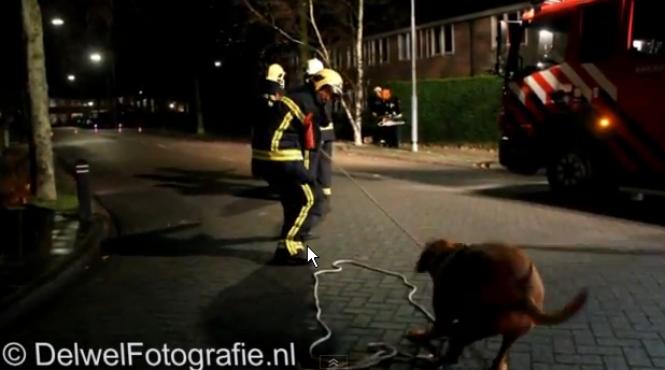 cainele pompier doboara copacul