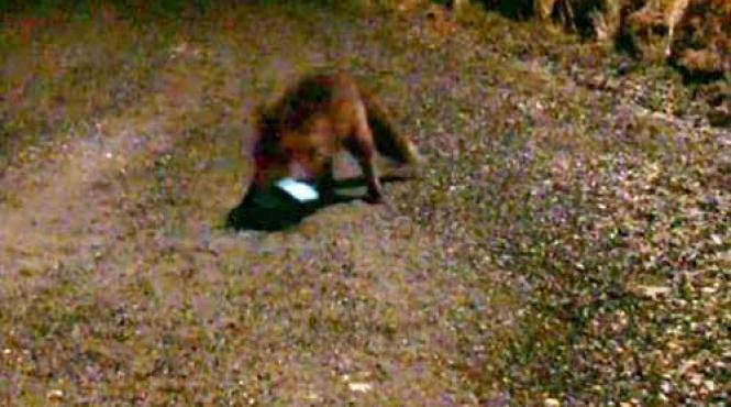 video fabulos o vulpe fura un telefon mobil si trimite un sms