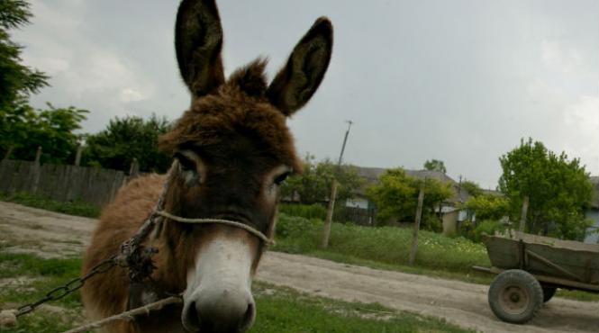 placute reflectorizante urechi magari botswana
