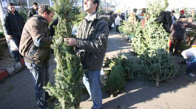rnp scoate la vanzare mai putini pomi de craciun decat in 2011
