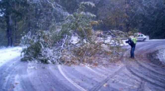 trafic ingreunat pe doua drumuri nationale din braila si constanta din cauza copacilor doborati de vant
