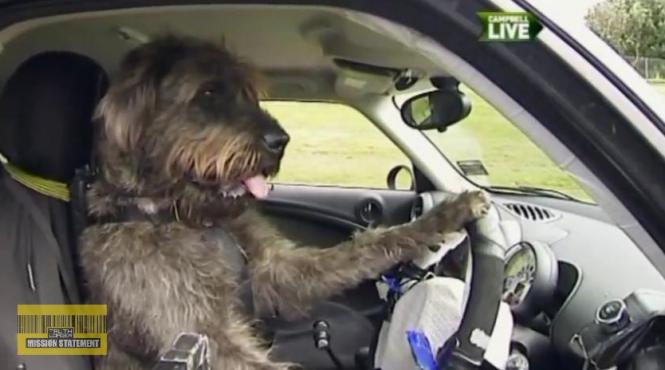 trei caini din noua zeelanda fac isorie patrupedele au invatat sa sofeze video