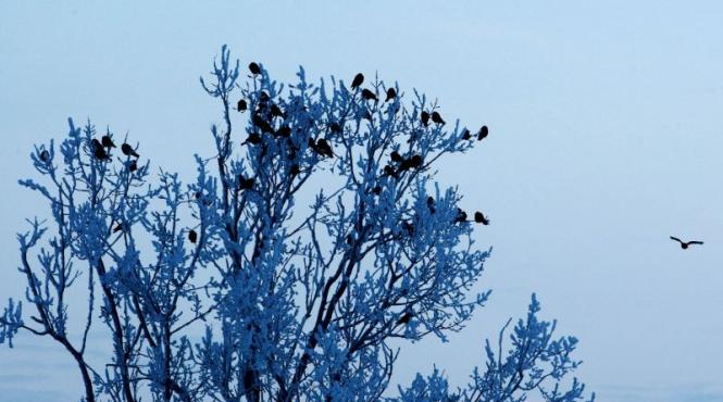 cea mai mica temperatura din aceasta iarna s a inregistrat in aceasta dimineata la joseni minus 22 grade celsius