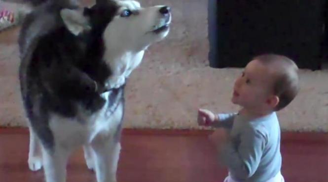 dialog incredibil intre un caine husky si un bebelus clipul a adunat milioane de vizualizari video