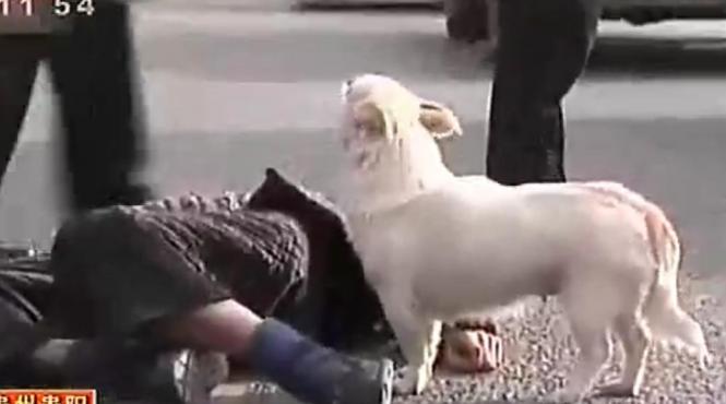 imagini emotionante ce face un caine in momentul in care stapanul lui lesina pe strada video