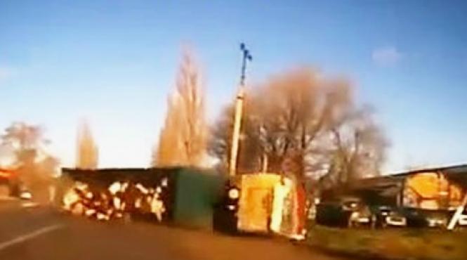 evadarea spectaculoasa a unei cirezi de vaci video