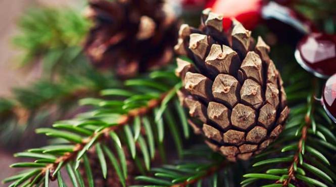 ghirlande si acarieni