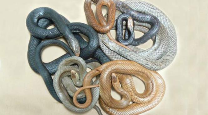 descoperire ingrozitoare ce a gasit mama unui copil de trei ani printre jucariile lui