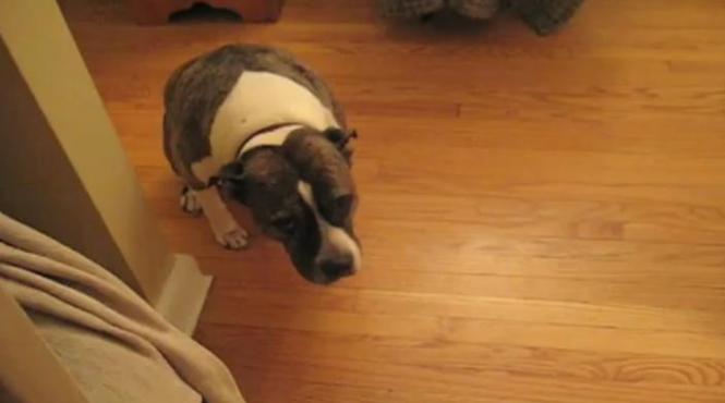 reactia adorabila a unui caine atunci cand stapanul il cearta ca a distrus bradul de craciun video