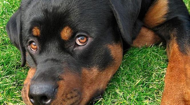 fermierii elvetieni mananca frecvent caini si pisici