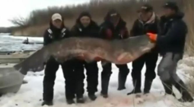 captura impresionanta pe volga somn urias de 195 de kilograme prins de cinci pescari rusi video