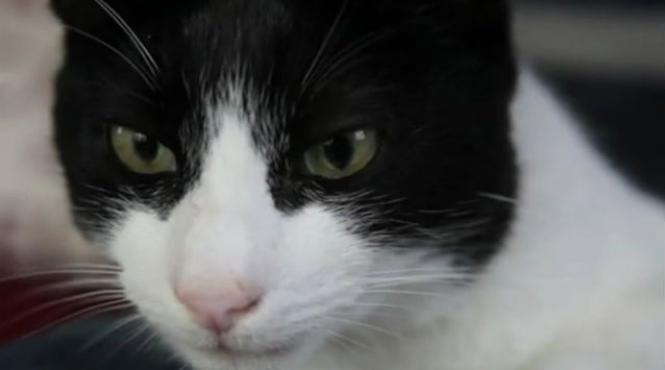 tors pisica 100 decibeli