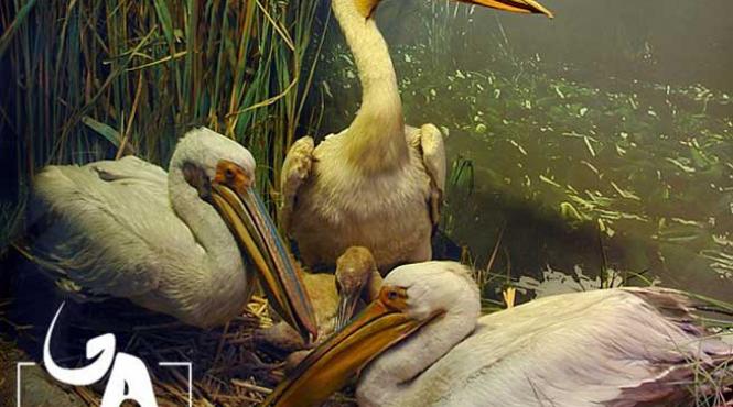 muzeul antipa inchis intre 21 si 24 ianuarie