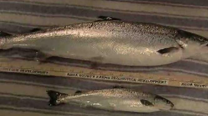 stop somon modificat geneticpetitie online