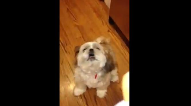 acest caine stranuta la comanda video