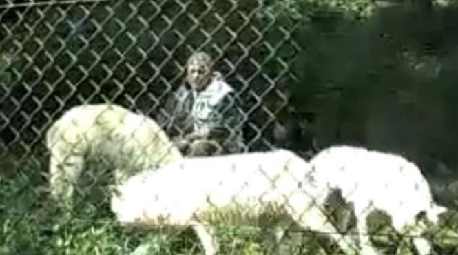 omul lup video fotografii