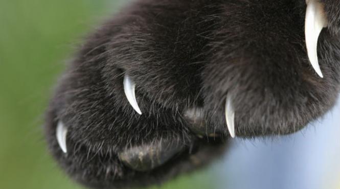 pisica pradator top sua