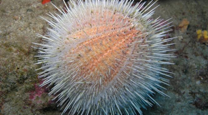 aricii de mare ne ar putea scapa de emisiile de bioxid de carbon